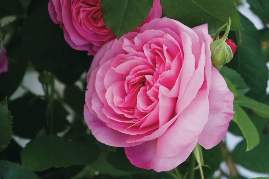 grands rosiers anglais à fleurs roses