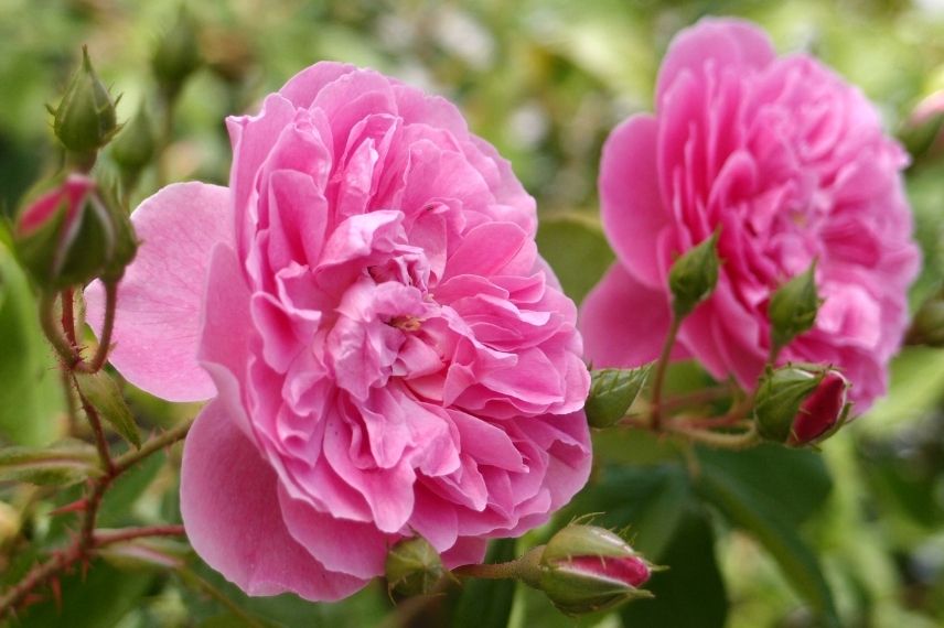 rosiers anglais à fleurs rose vif