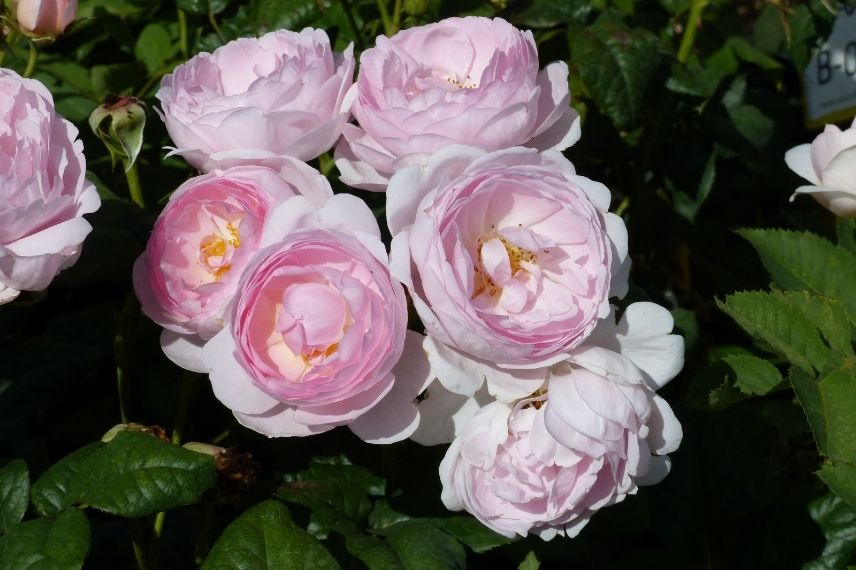 rosiers anglais à fleurs doubles roses