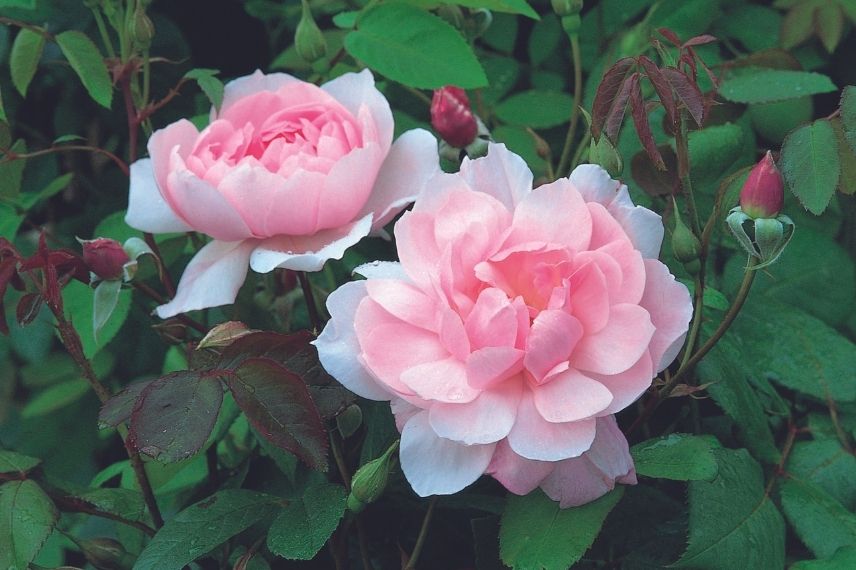 rosiers anglais grimpants à fleurs roses