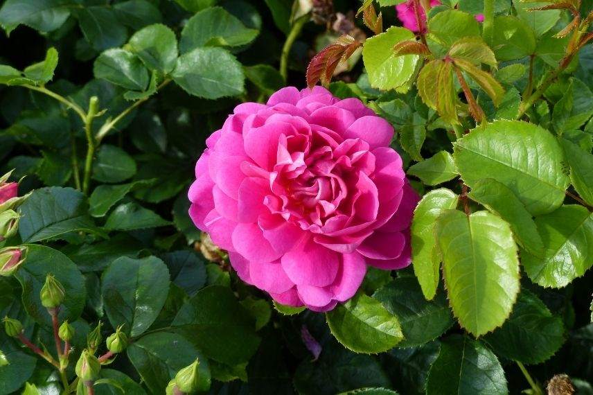 rosiers anglais à fleurs roses parfumées