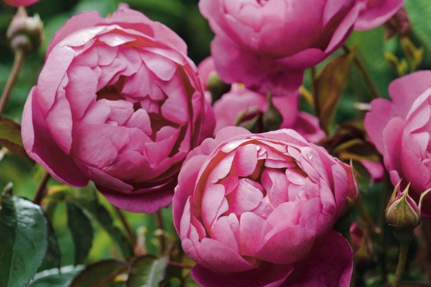 rosiers anglais à grosses fleurs roses
