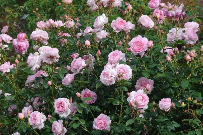 rosiers anglais à fleurs roses