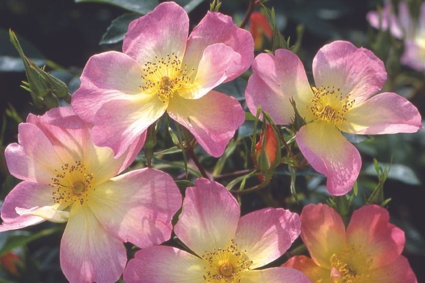 rosiers anglais à fleurs roses bicolores