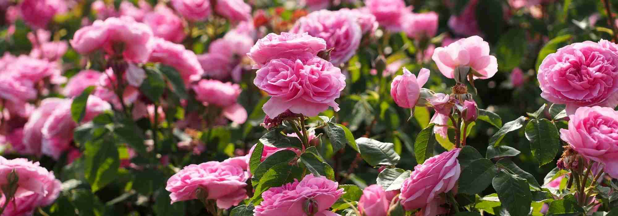 10 rosiers anglais David Austin à fleurs roses