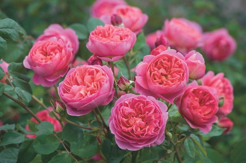rosiers parfumés de couleur rose, roses doubles