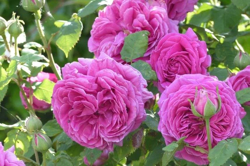 rosiers parfumés de couleur rose, grandes roses très doubles