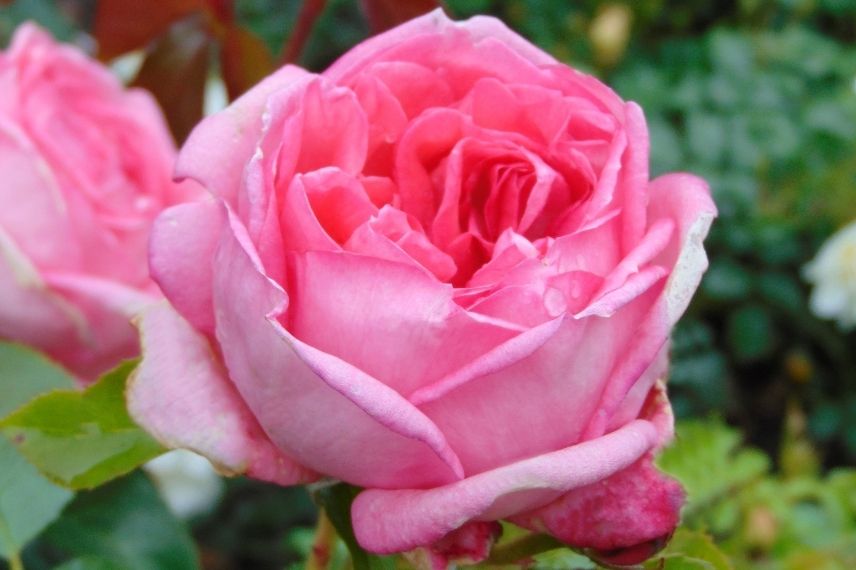 rosiers parfumés de couleur rose, rosier hybride de thé