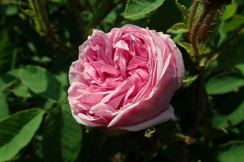 rosiers parfumés de couleur rose, roses doubles