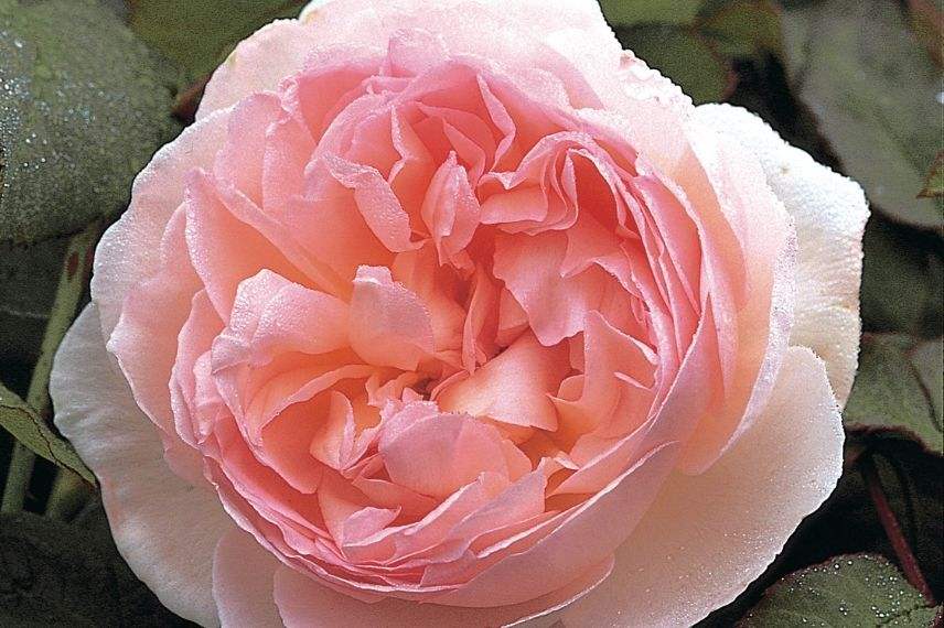 rosiers parfumés de couleur rose, grandes fleurs