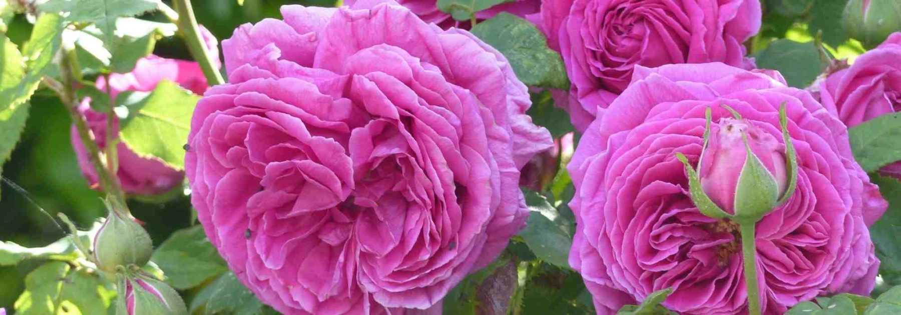 10 rosiers parfumés à fleurs roses