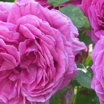 10 rosiers parfumés à fleurs roses