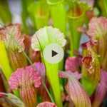 Sarracenia : une belle plante carnivore