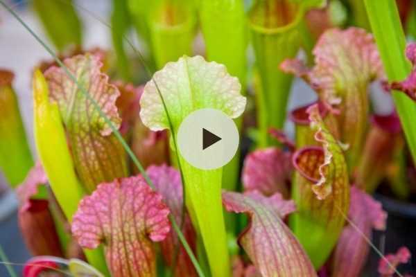 Sarracenia : une belle plante carnivore