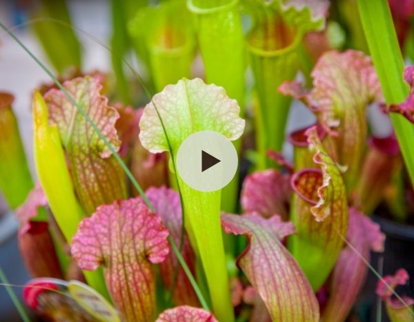 Sarracenia : une belle plante carnivore