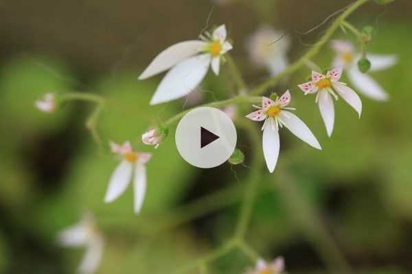 Le Saxifraga stolonifera : parfaite en rocaille humide et ombragée