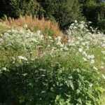 Faites durer l'été dans votre jardin !