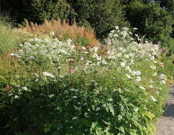 Faites durer l'été dans votre jardin !