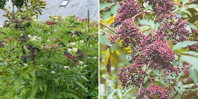 sambucus, sureau hièble, variétés de sureaux pour confiture