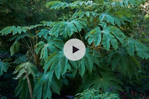 Le Tetrapanax papyrifera : la plante exotique par excellence