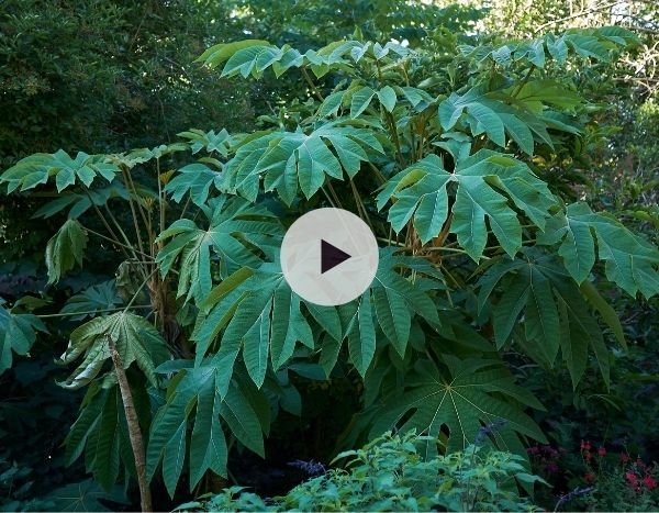 Le Tetrapanax papyrifera : la plante exotique par excellence