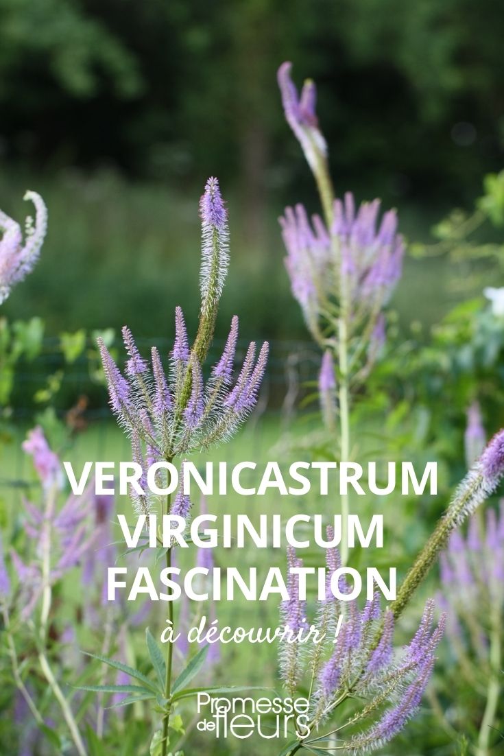 veronicastrum fascination