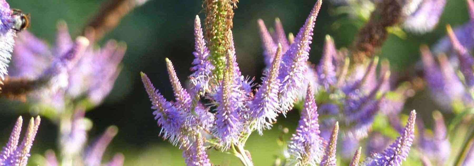 Retranscription vidéo : Le Veronicastrum virginicum 'Fascination'