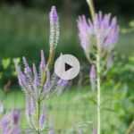 Le Veronicastrum virginicum Fascination