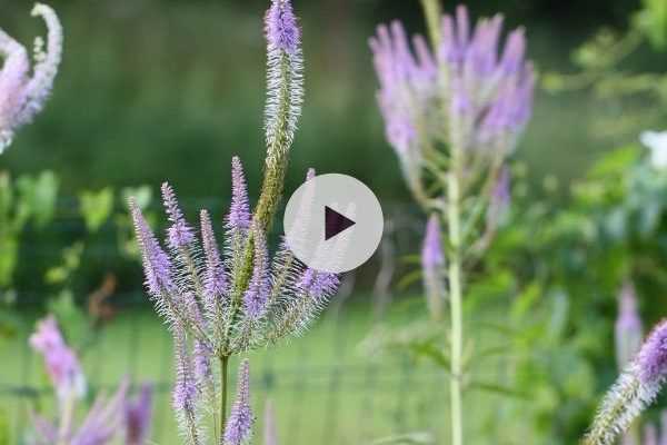 Le Veronicastrum virginicum Fascination