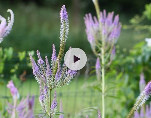 Le Veronicastrum virginicum Fascination