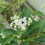 Le Viburnum hillieri 'Winton' au jardin : un arbuste 4 saisons