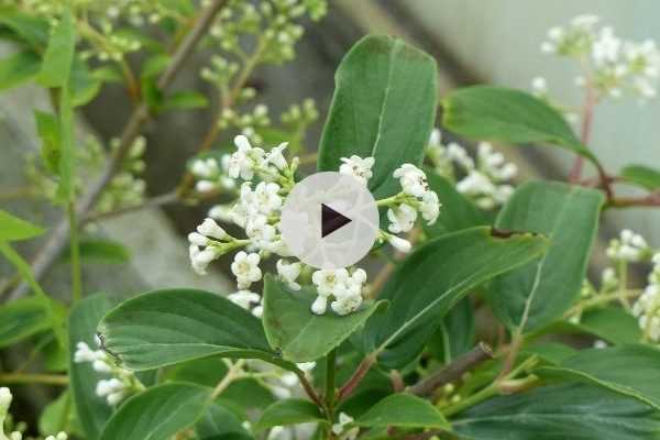 Le Viburnum hillieri 'Winton' au jardin : un arbuste 4 saisons