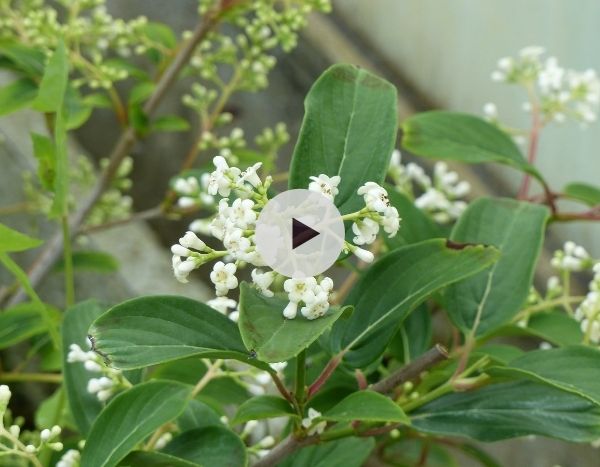 Le Viburnum hillieri 'Winton' au jardin : un arbuste 4 saisons