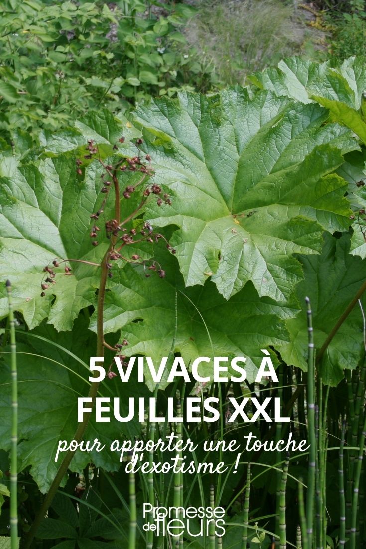 vivaces à feuilles xxl