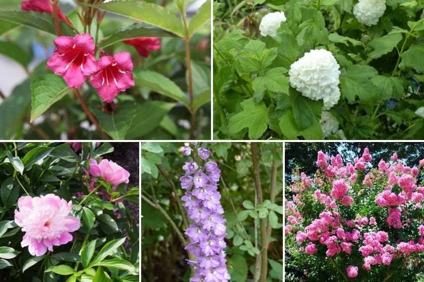associer le weigelia en massif de couleurs pastel, jardin romantique