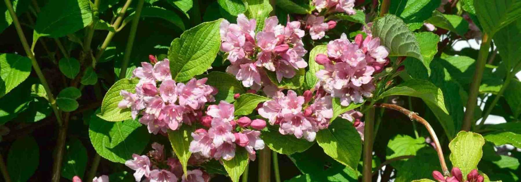 Comment cultiver un Weigelia en pot ?