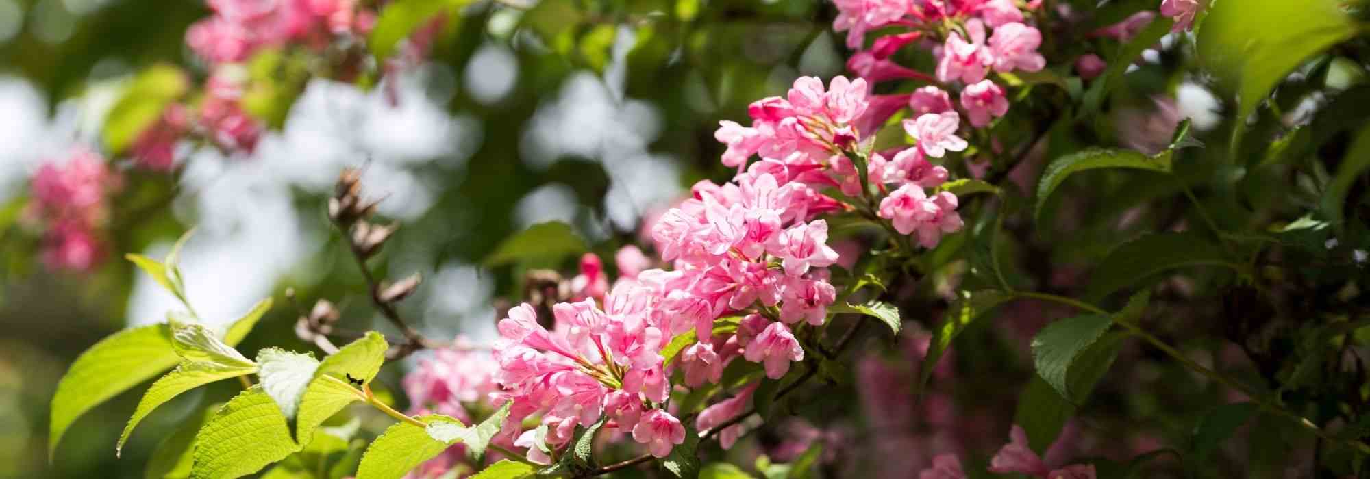 Associer les Weigélias au jardin