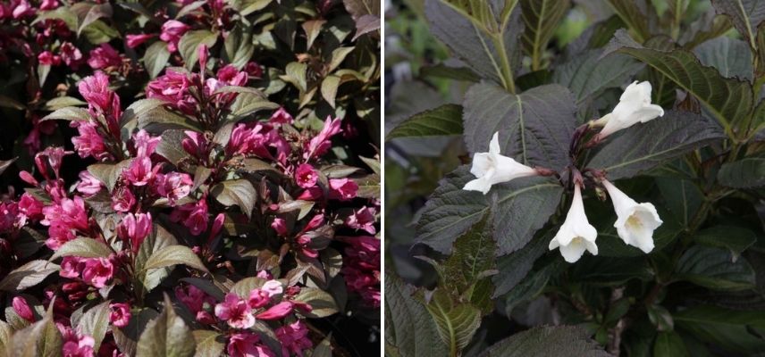 weigélia en pot, weigela à feuillage décoratif