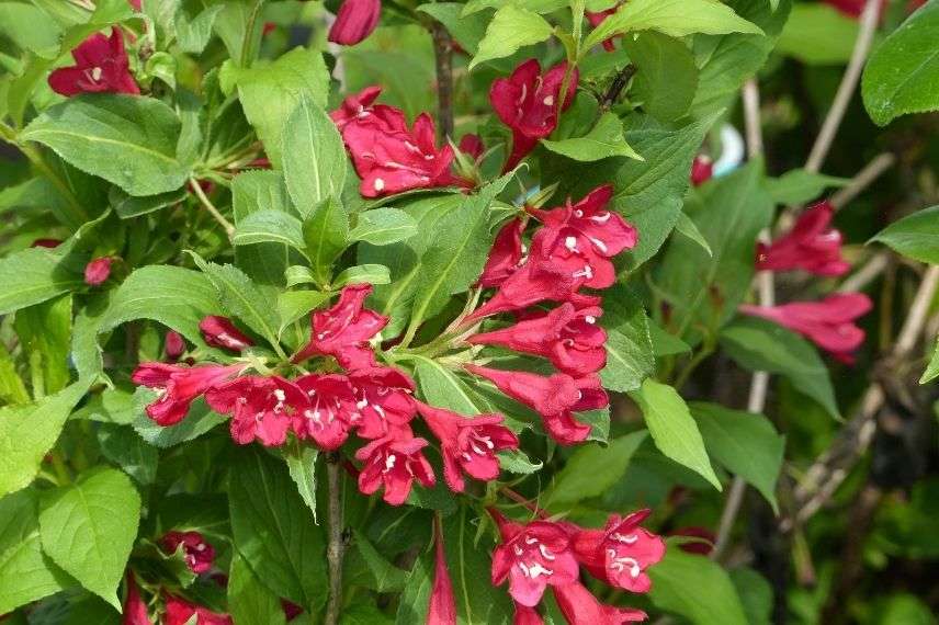 weigélia en pot, weigela à fleurs rouges feuilles vertes