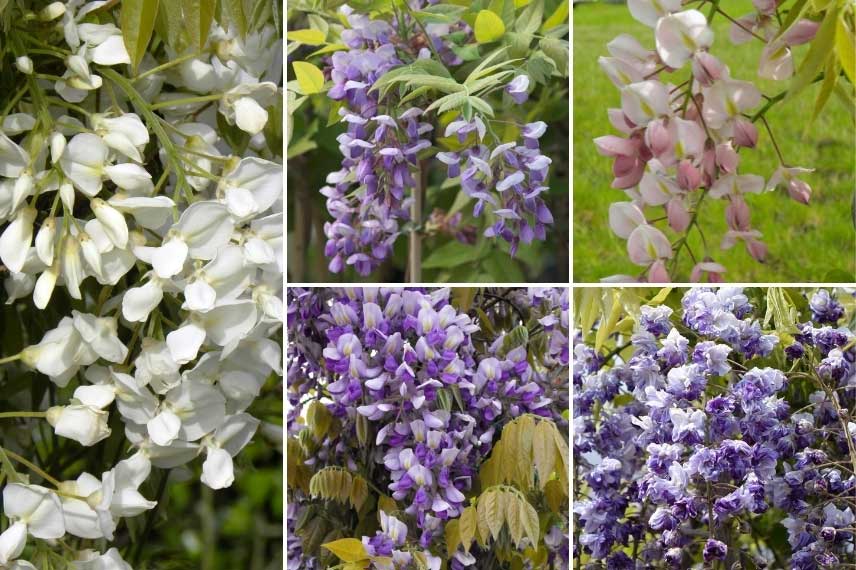 Détail des différentes variétés de Wisteria venusta