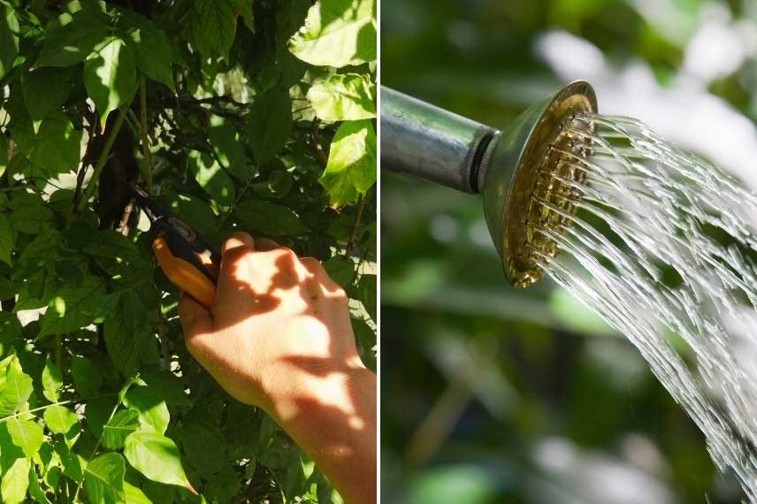 Taille et arrosage de la glycine en pot