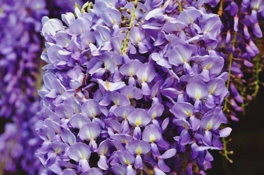 Détail fleurs de glycine