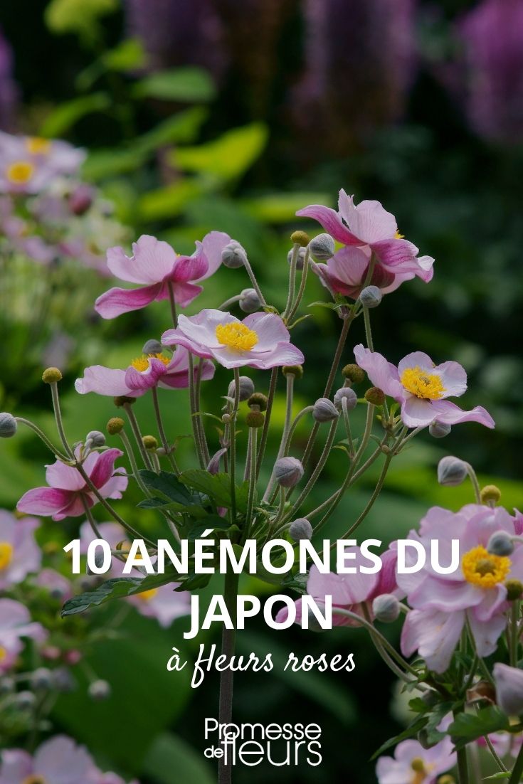 10 anemones du japon fleurs roses