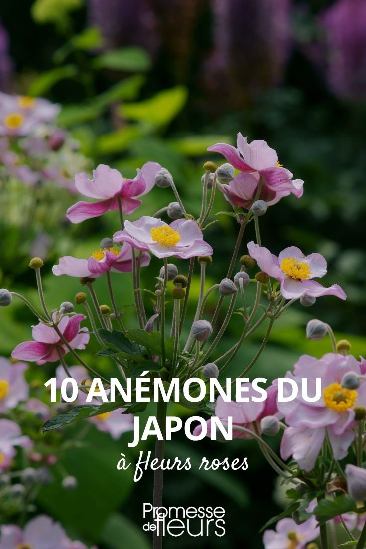 Anémone japonaise à fleurs roses : 10 variétés à découvrir