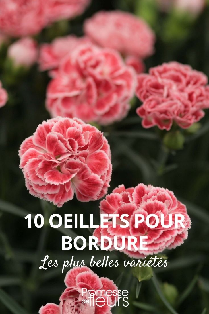 10 oeillets pour bordure