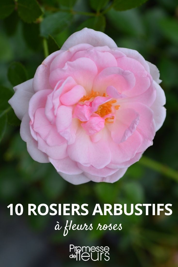 rosiers arbustes roses