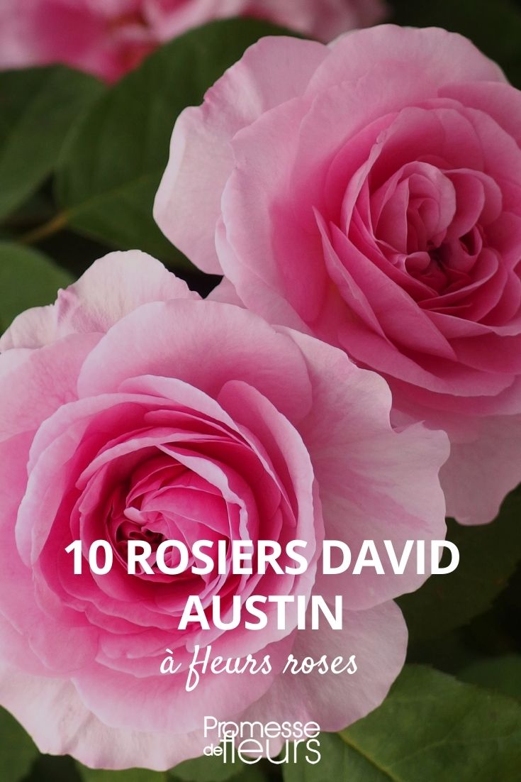 10 rosiers david austin fleurs roses