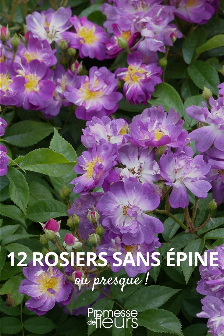 12 rosiers sans épine