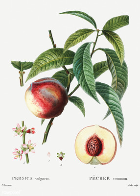 Prunus persica - pêcher 