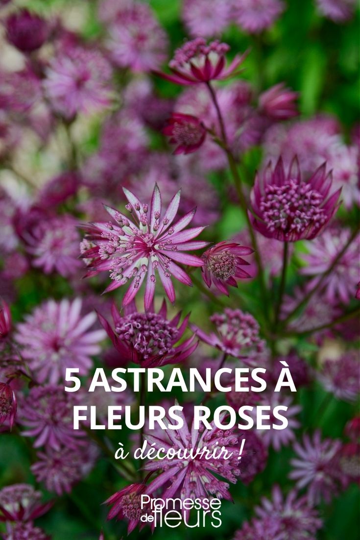 astrance roses